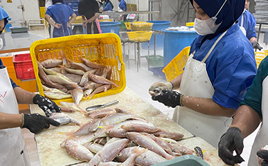 Exporting Barramundi Fillets to Australia: Indonesia Seafood’s Surabaya Processing