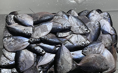 Processing Silver Moonfish in Ambon, Maluku for Jakarta Distribution