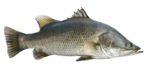 Barramundi (Wild Caught)